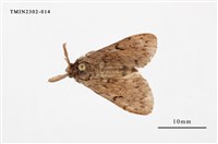 藏品(L紋灰舞毒蛾)的圖片